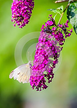 Cabbage white butterfly
