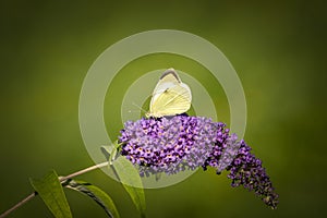 Cabbage white butterfly on the purple plant