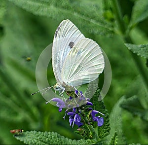 Cabbage White Butterfly