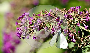 Cabbage, white butterfly searches for nectar on butterfly bush
