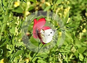 Cabbage white butterfly sitting on a red flower