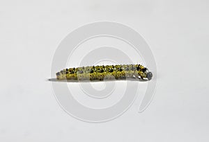 Cabbage white caterpillar on a light background