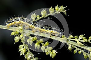 Cabbage white, pieris brassicae photo