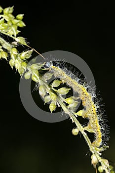 Cabbage white, pieris brassicae photo