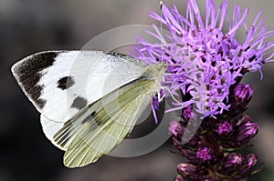 Cabbage white, pieris brassicae