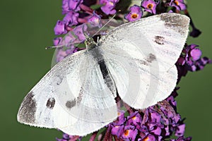 Cabbage White Pieris brassicae Butterfly photo