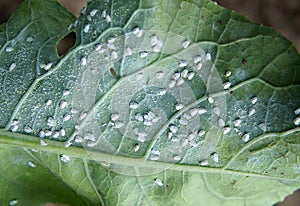 Cabbage Whitefly Aleyrodes proletella