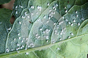 Cabbage Whitefly Aleyrodes proletella