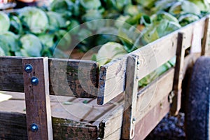 Cabbage in a wood cart