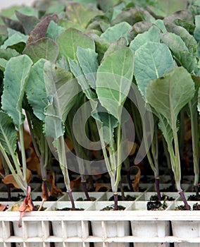 Cabbage young plants