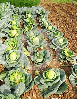 Cabbages