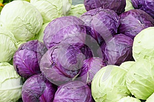 Cabbages