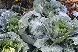 Cabbages