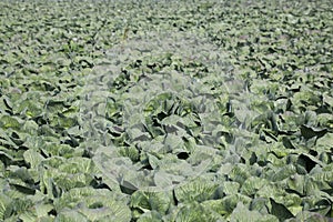 Cabbages on a field