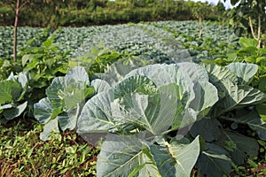 Cabbages Field