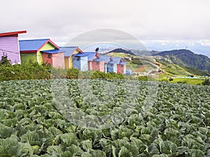 Cabbages field on top mountian