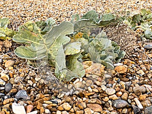 Cabbages growing on Deal Beach, Kent