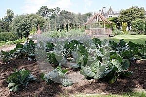 Cabbages growing in the garden