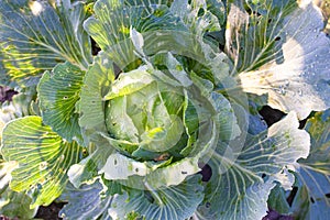 Cabbages grown in the village. Organic vegetables from the garden. Fresh green cabbage from farm field