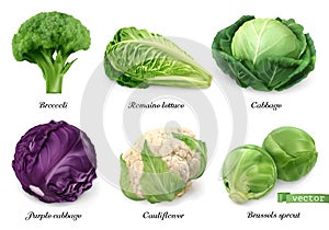 Cabbages and lettuce, leaf vegetables realistic food objects. 3d vector icon set