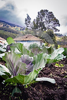 Cabbages outside a house in Obonuco - NariÃÂ±o photo