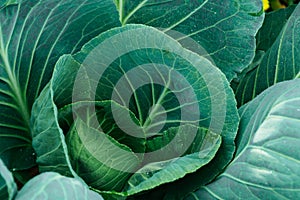 Cabbages on ridge in summer garden. Growing fresh vegetables on farm. Formation of cabbage from green leaves