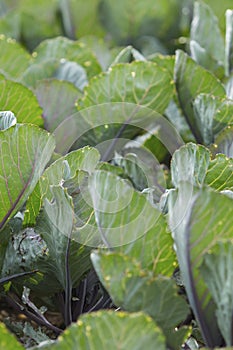 Cabbages at Villandry castle gardens, in France. Chateau de Villandry romantic kitchen garden at Loire Valley, at Indre-et-Loire r