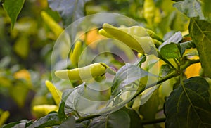 Cabe  Fresh green chili on stalk ready for harves in the field Close up of green chili growing