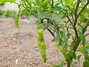 Cabe Keriting Chilli(Veraniya miris) With Nature Background