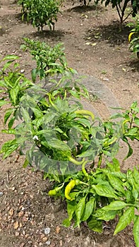 Cabe Keriting Chilli(Veraniya miris) With Nature Background