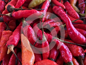 Cabe lombok Capsicum Chili peppers photo