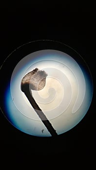 Cabello microscopio photo
