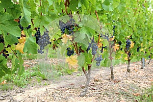 Cabernet Franc black grape vines