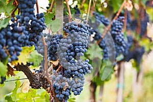 Cabernet Franc Grape Vine. Ripe Cabernet Grapes On The Vine In Vineyard