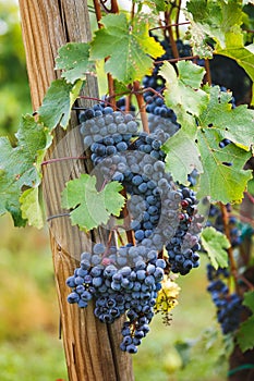 Cabernet Franc Grapes. Ripe Cabernet Franc grapes on an old vine