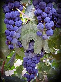 Cabernet Grapes