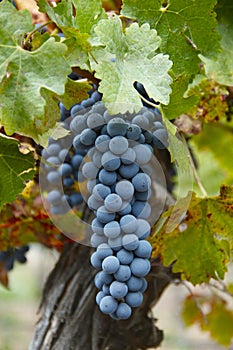 Cabernet Grapes