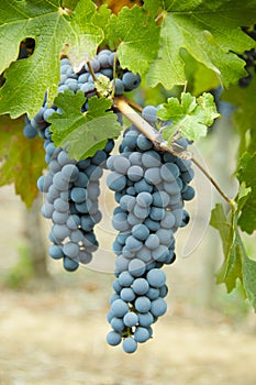 Cabernet Grapes