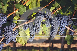 Cabernet grapes on vine