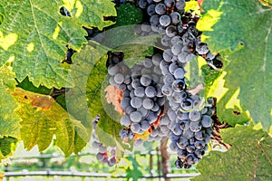 Cabernet grapes on vines ready to harvest in Napa Valley