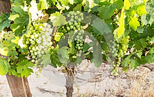 Cabernet Sauvignon grape vines planted in a block near Wemmershoek, Western Cape, South Africa