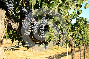 Cabernet Sauvignon grapes