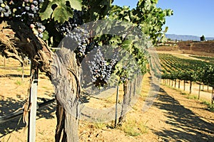 Cabernet Sauvignon grapes