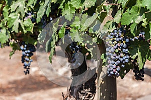 Cabernet Sauvignon Grapes