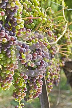 Cabernet Sauvignon Grapes Hanging on the Vine