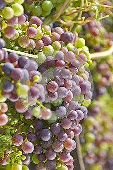 Cabernet Sauvignon Grapes Hanging on the Vine