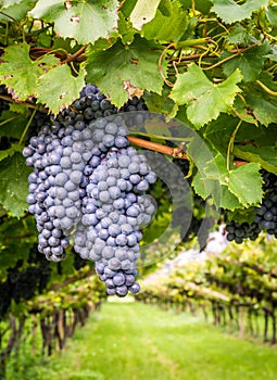 Cabernet Sauvignon grapes variety. Cabernet Sauvignon is one of the world`s most widely recognized red wine grape varieties. Sout