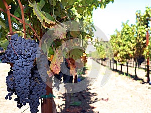 Cabernet Sauvignon grapes on vine