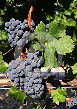 Cabernet Sauvignon grapes on vine