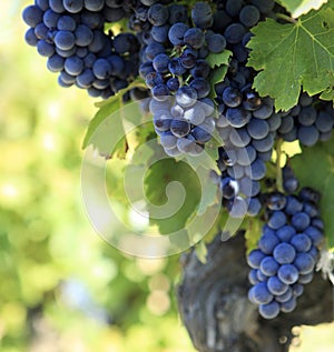 Cabernet sauvignon red wine grapes growing bordeaux French vineyard